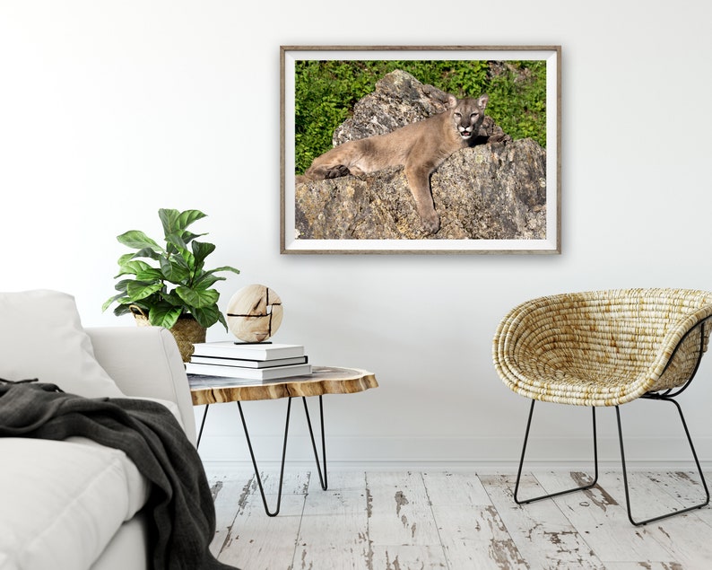 Cougar Photograph, Cougar Laying on Rock Photo or Canvas Print ...