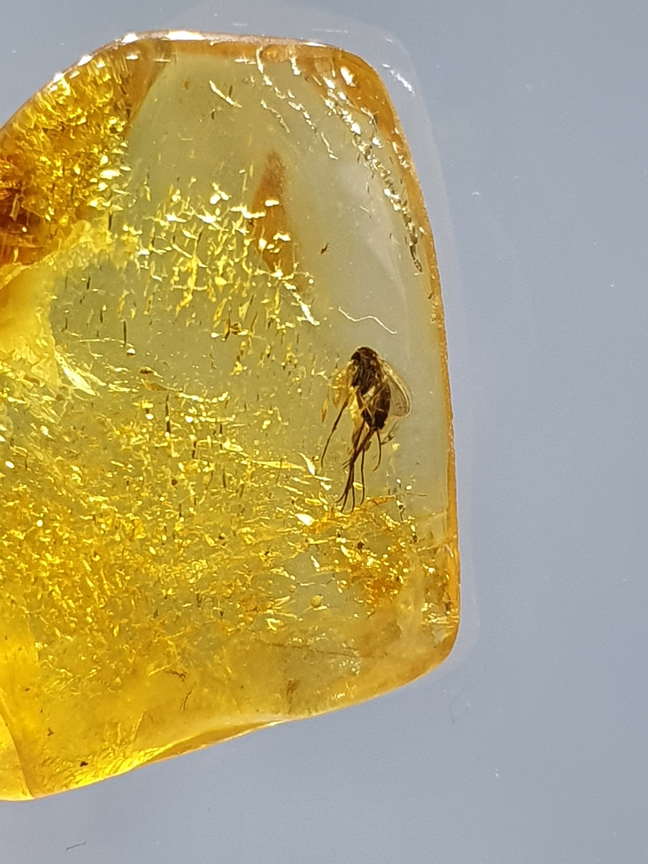 Insect fossil in amber Inclusion fossil Baltic amber | Etsy