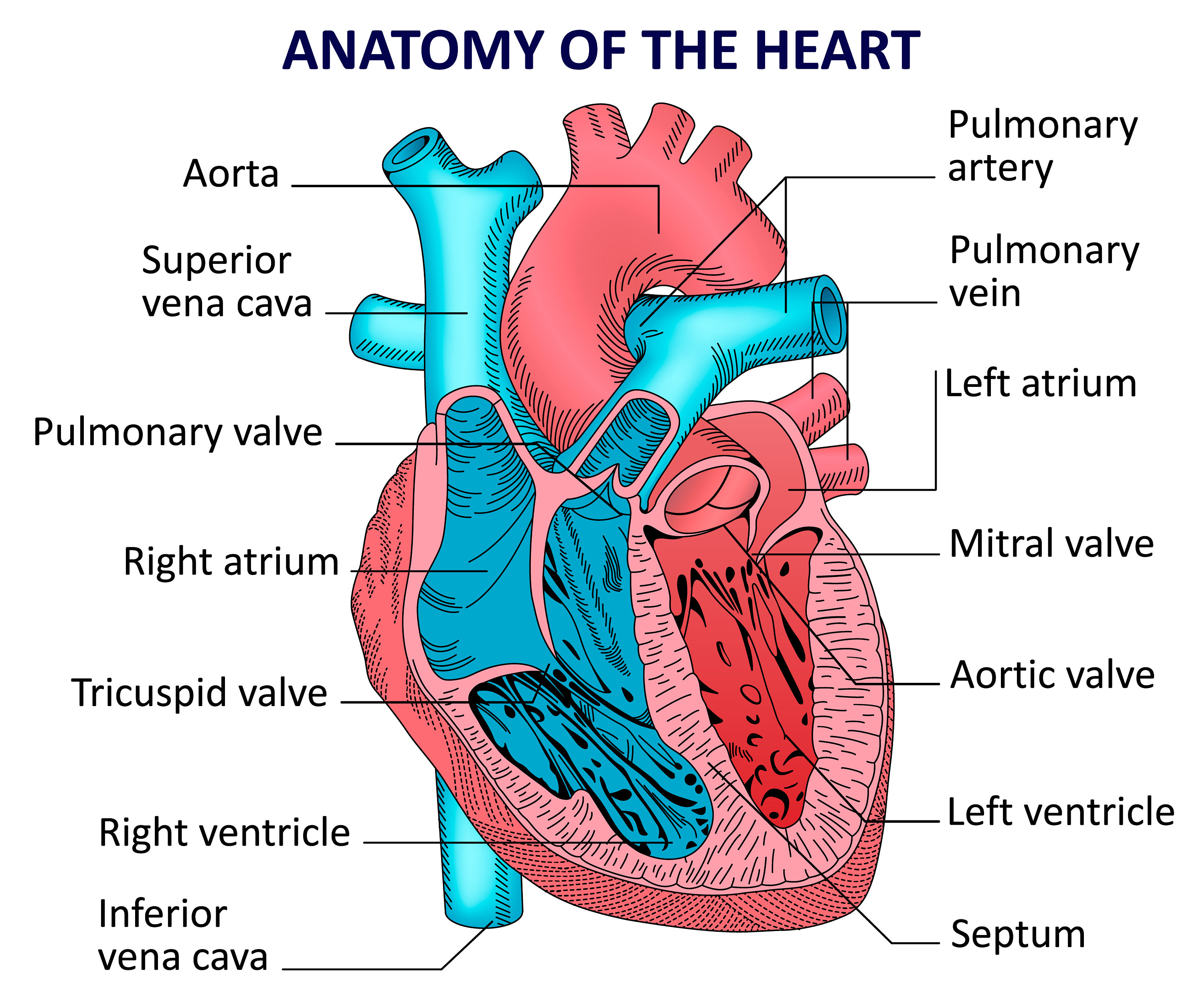 Human Heart Diagram - Rezfoods - Resep Masakan Indonesia