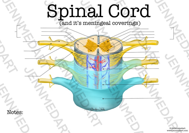 Spinal Cord Anatomy Worksheet Single FILLABLE Digital Download Human ...