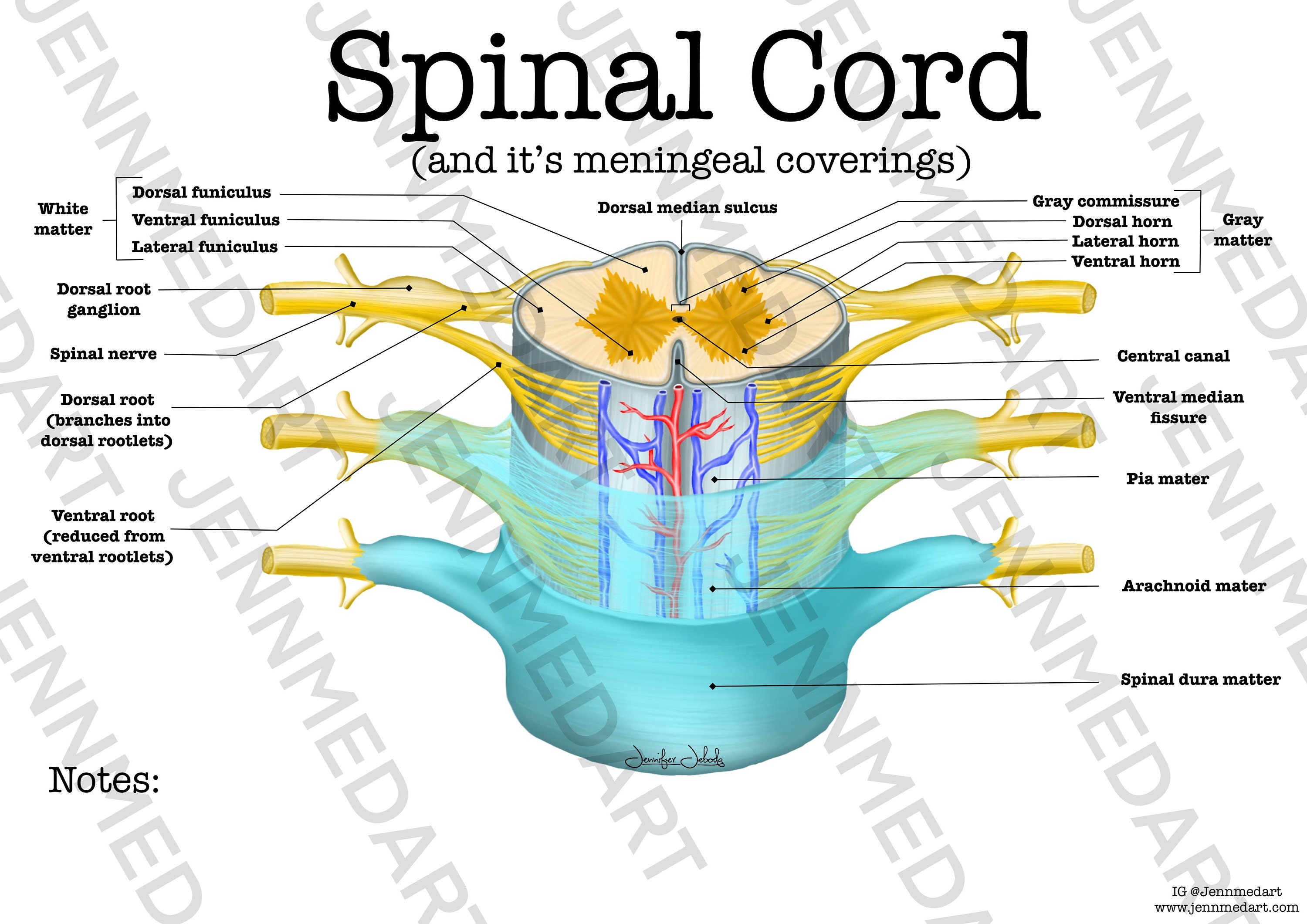 Spinal Cord Diagram Labeled