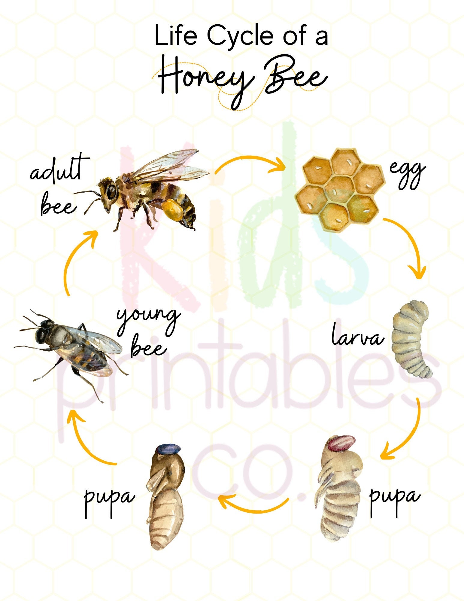 Honey Bees Life Cycle