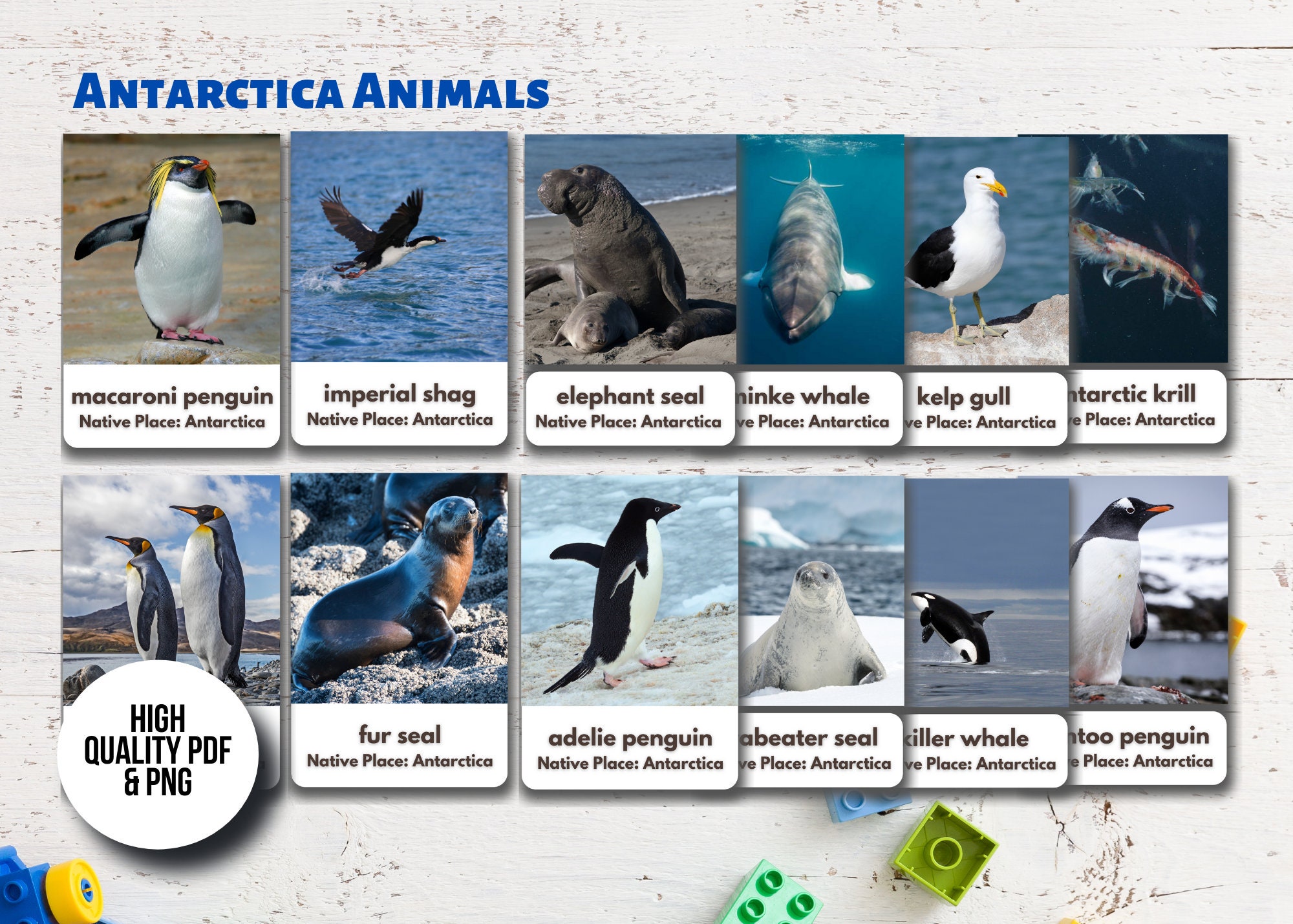 Antarctica and Arctic Animals Flashcards real Pictures - Etsy