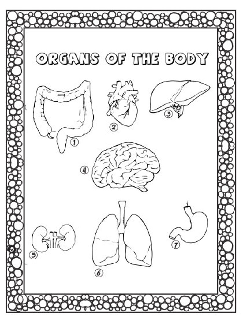 Anatomy Coloring Book for Kids - Etsy