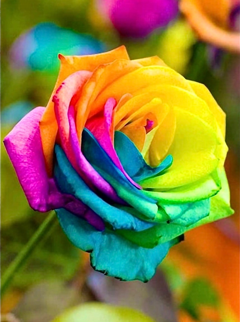 Free Shipping 40pcs Colorful Rainbow Rose Flower Seeds Garden - Etsy