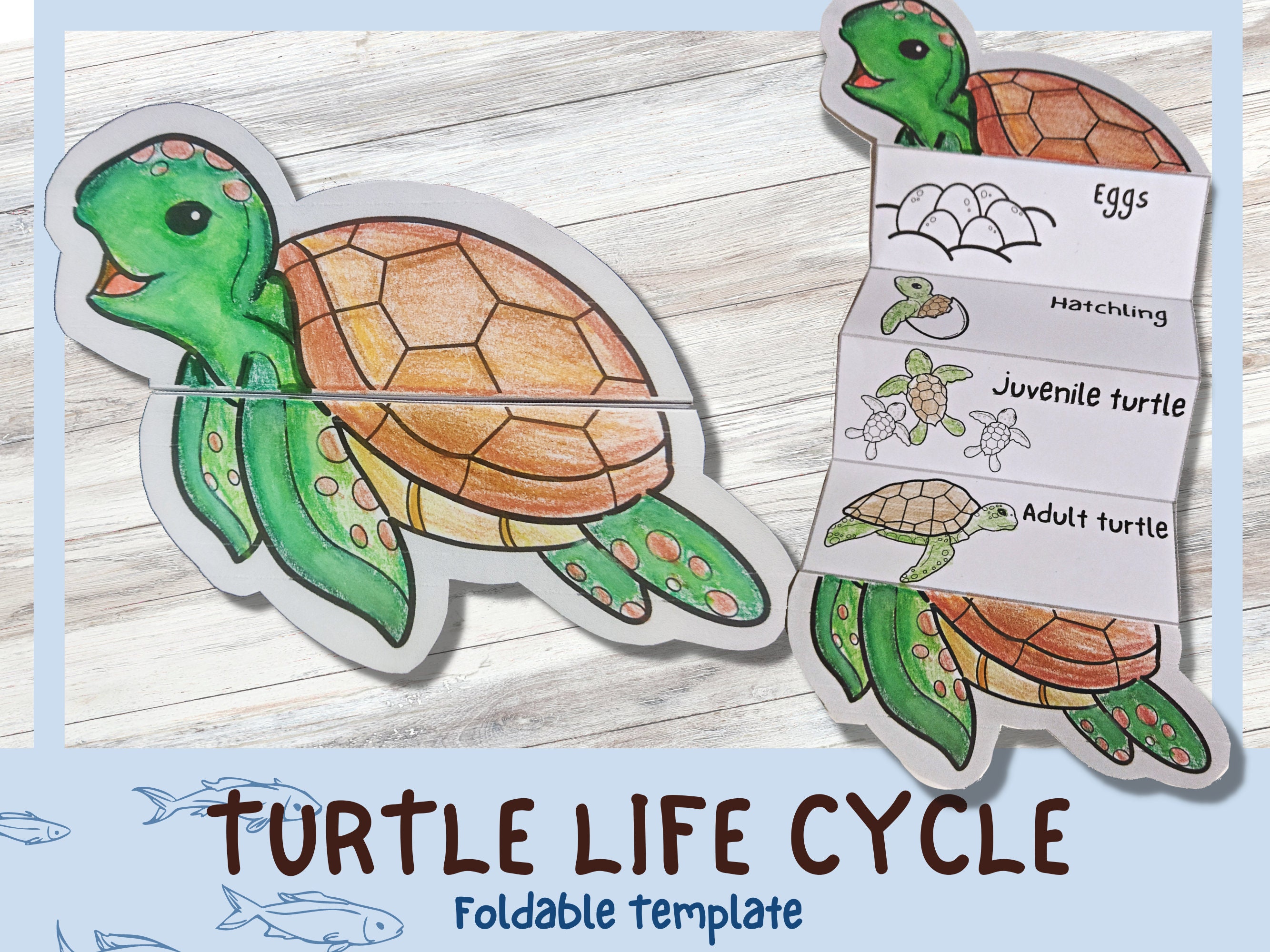 Turtle Life Cycle Twinkl