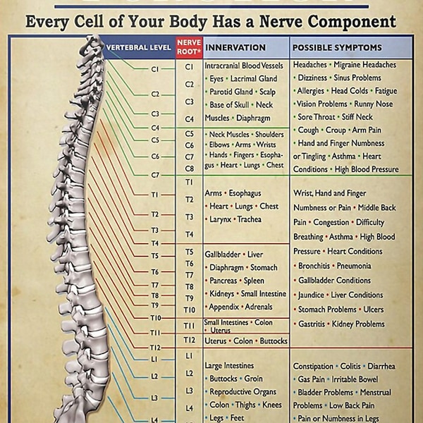 Spinal Nerve Function Poster - Etsy Hong Kong