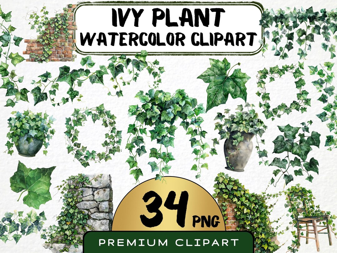 Watercolor Ivy Plant Clipart 34 Png, Climbing Ivy Vines Graphics ...