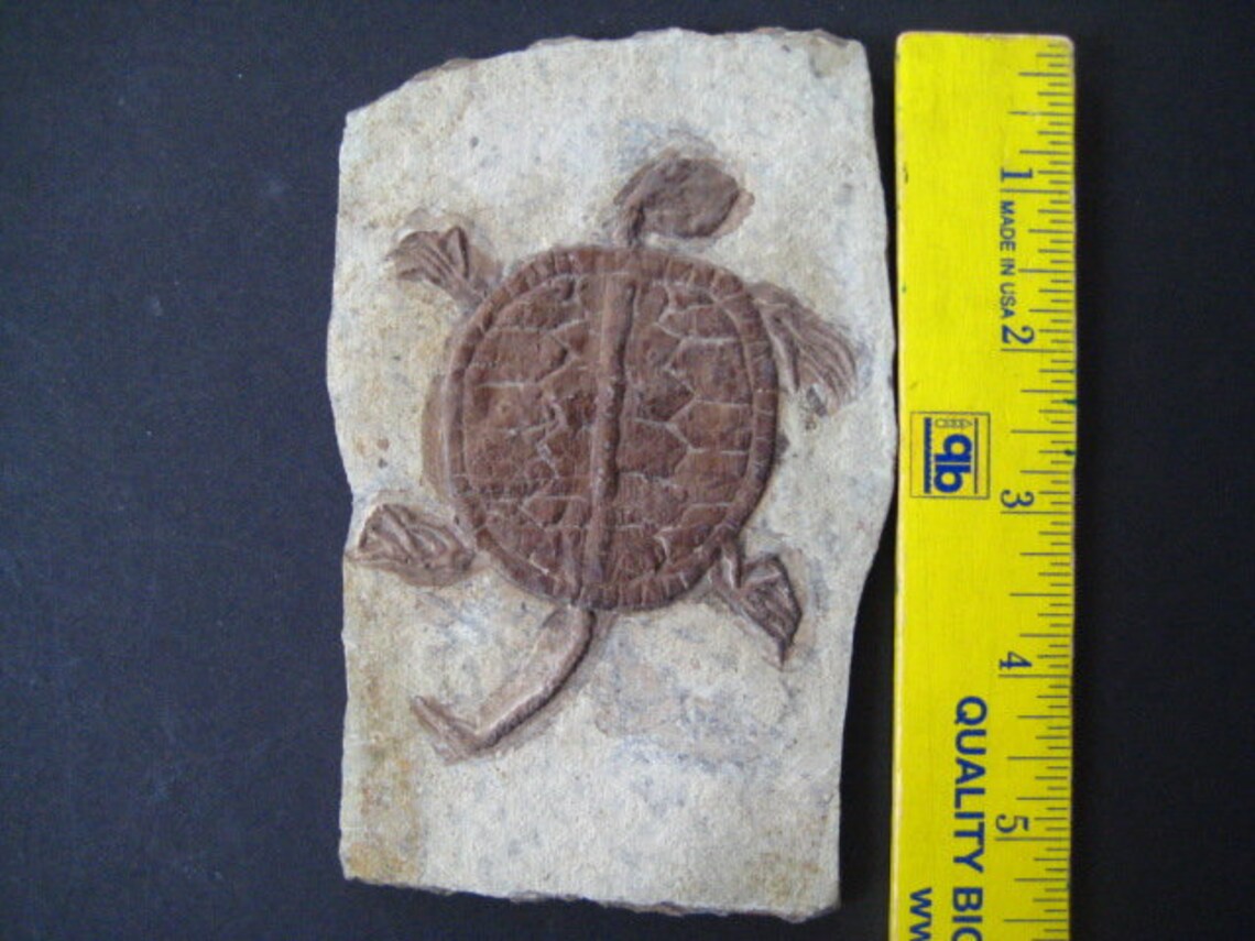 Manchurochelys Liaoxiensis Turtle Fossil Gift-decoration - Etsy