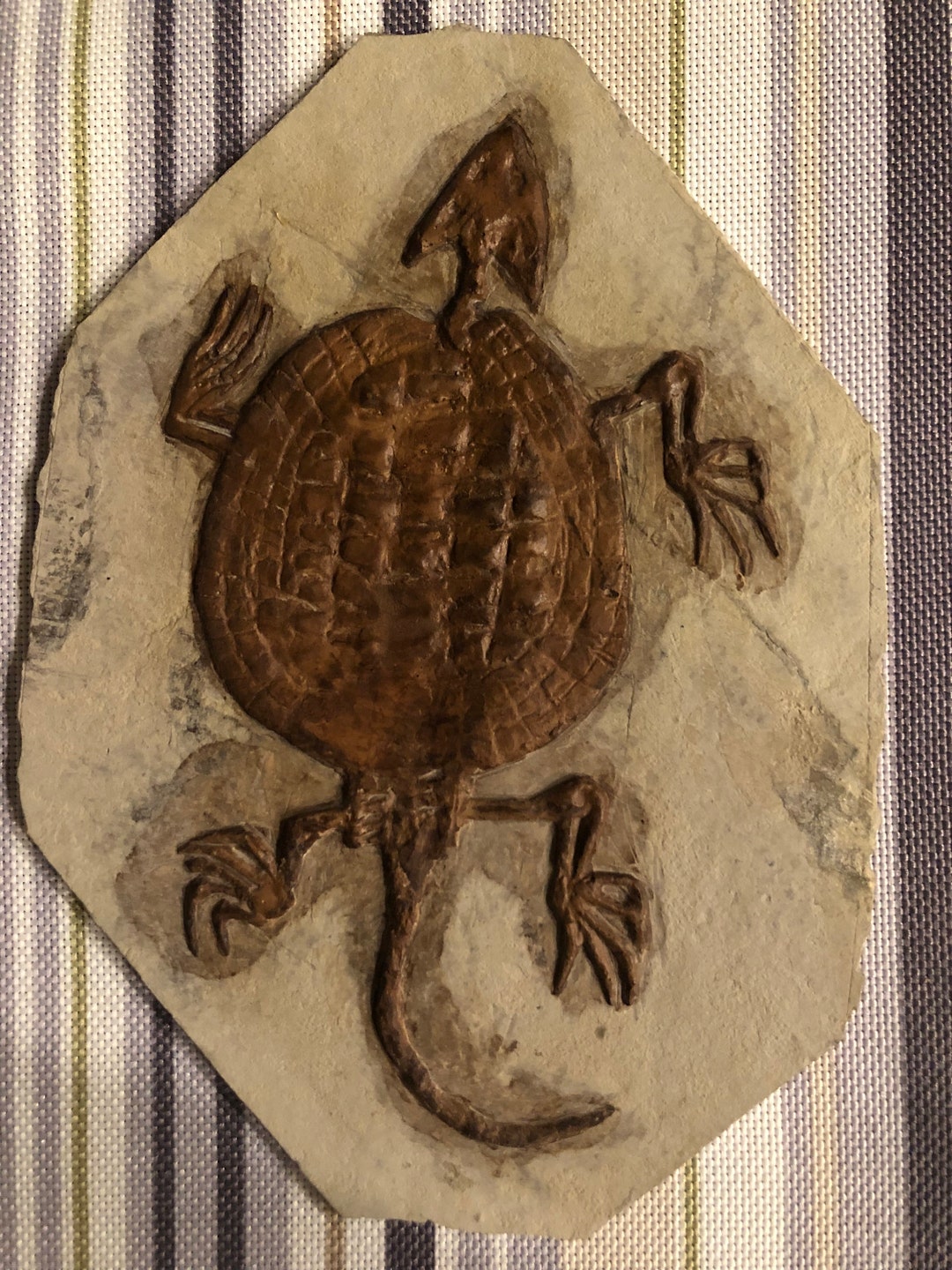 Manchurochelys Liaoxiensis Turtle Fossil Gift-decoration - Etsy