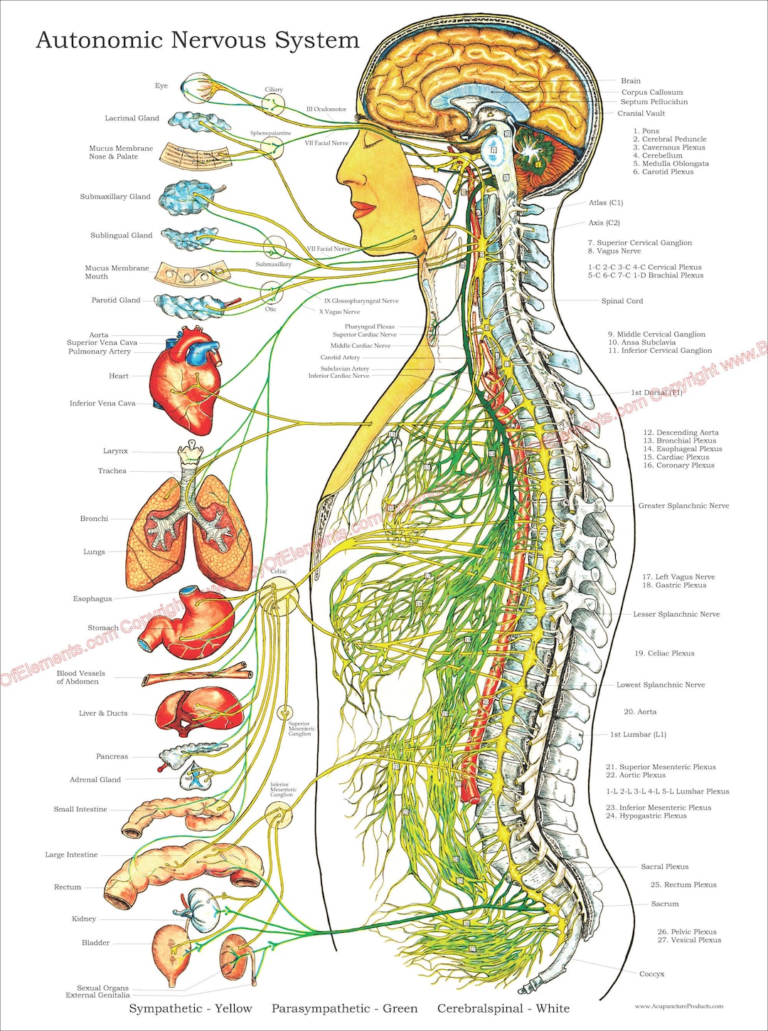 Autonomic Nervous System Poster Chiropractic 20 X - Etsy