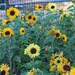 25 Elves Blend Sunflower Seeds Dwarf Cut Flower Sunflower - Etsy