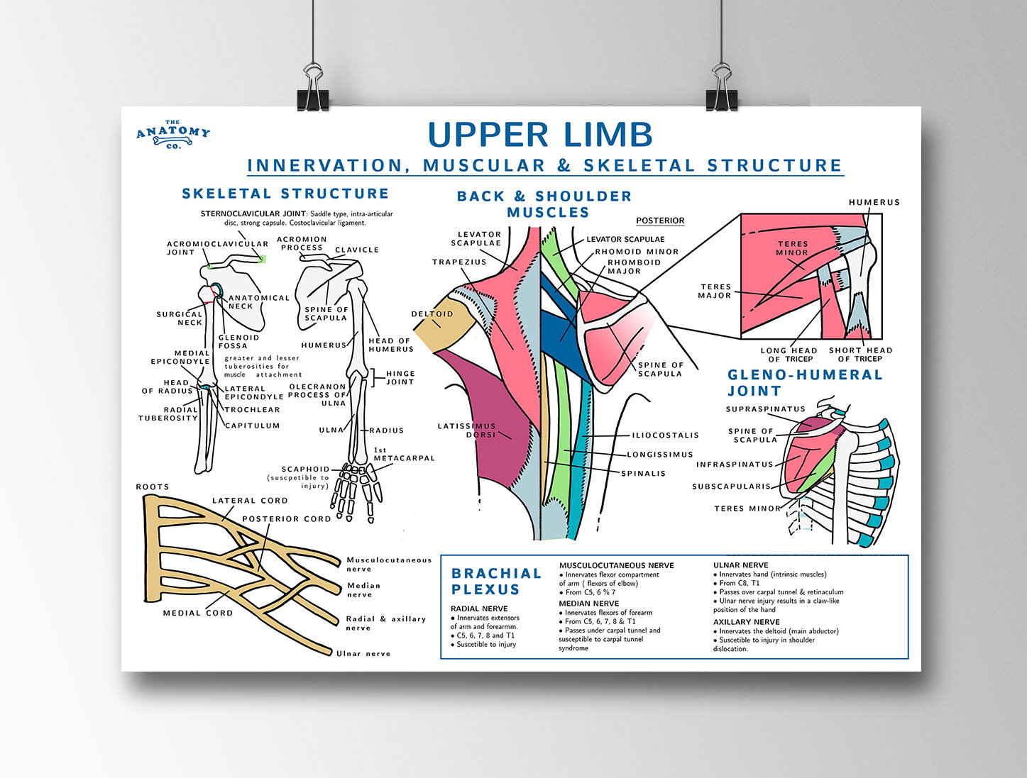 Brachial Plexus Muscle Innervation Chart