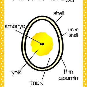 Life Cycle of a Chicken Science Curriculum Unit. Worksheets, Activities ...