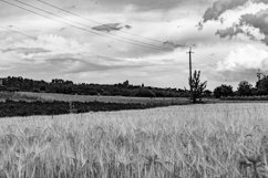 Big wheat farm field for organic harvest Product Image 1