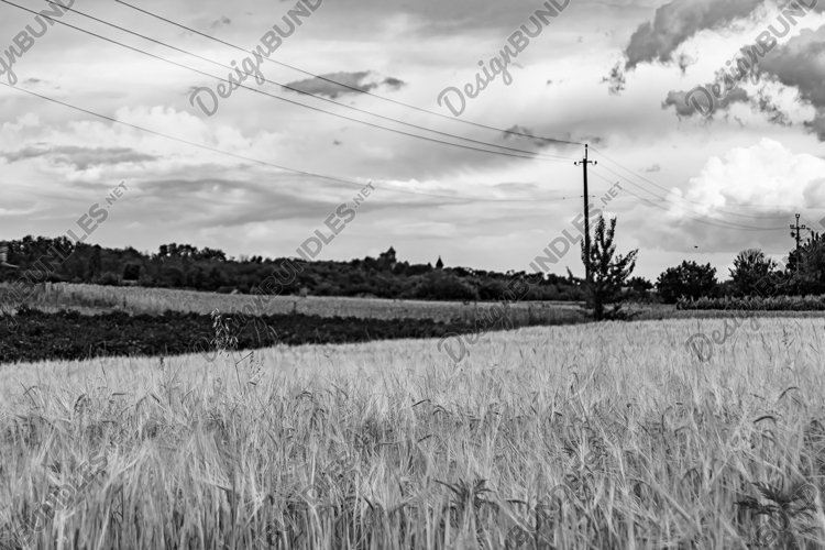 Big wheat farm field for organic harvest example image 1