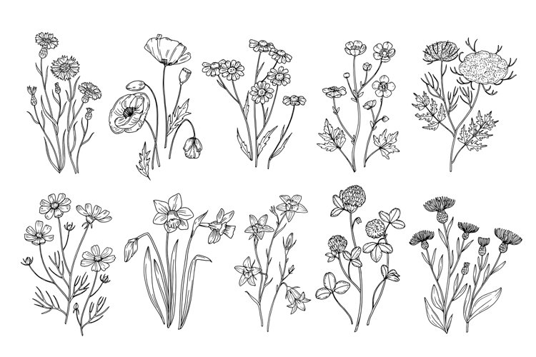 Wild flowers. Sketch wildflowers and herbs nature botanical