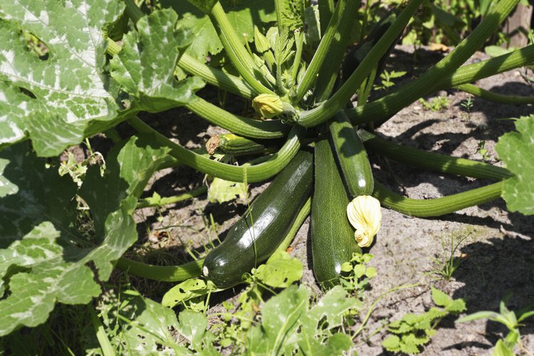 Ripe zucchini example image 1