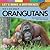 We Can Help Orangutans: Let's Make a Difference (Coins for Causes)