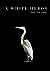 A White Heron