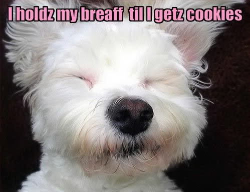 funny dog photo: Cookie Dog Cookie-Dog.jpg