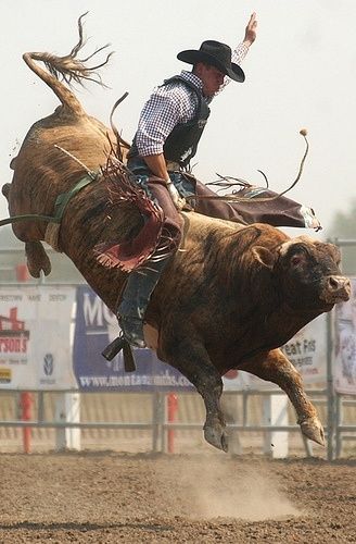 Rodeo bull rider: 