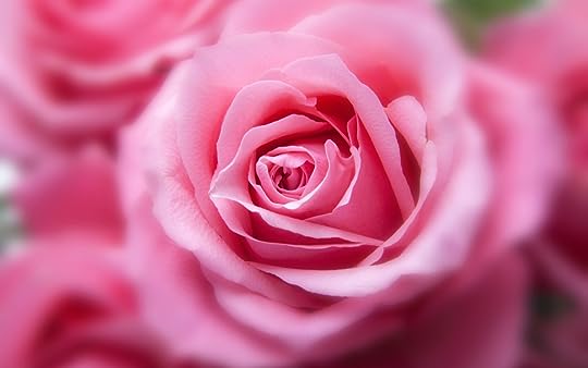  photo pink_color_rose-wide.jpg