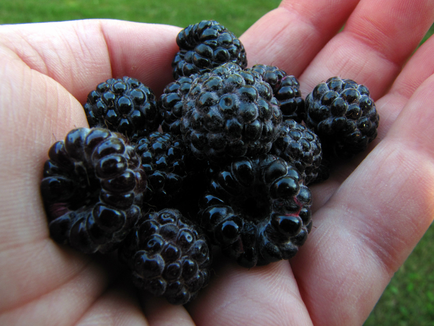 black raspberries