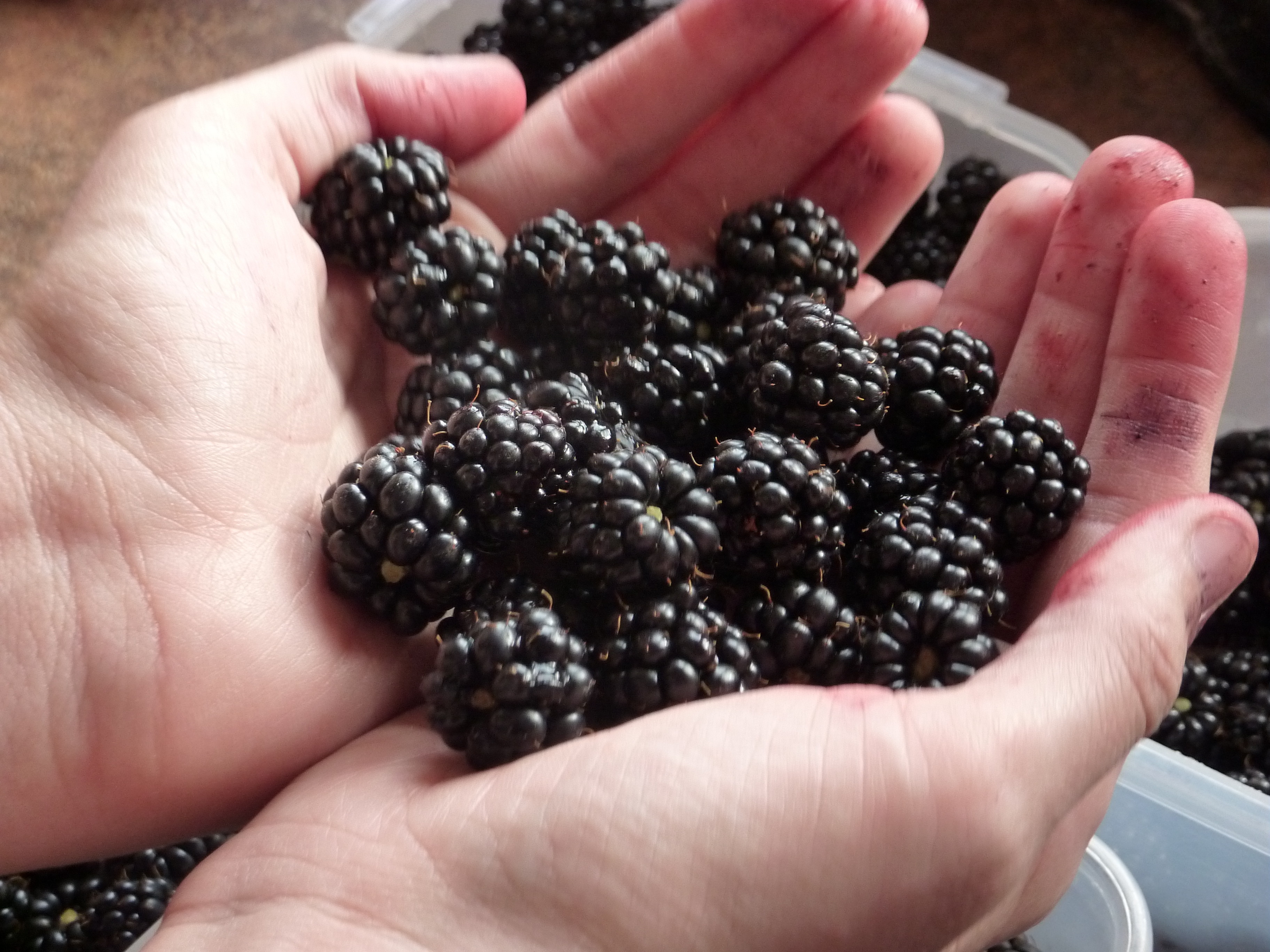 blackberries