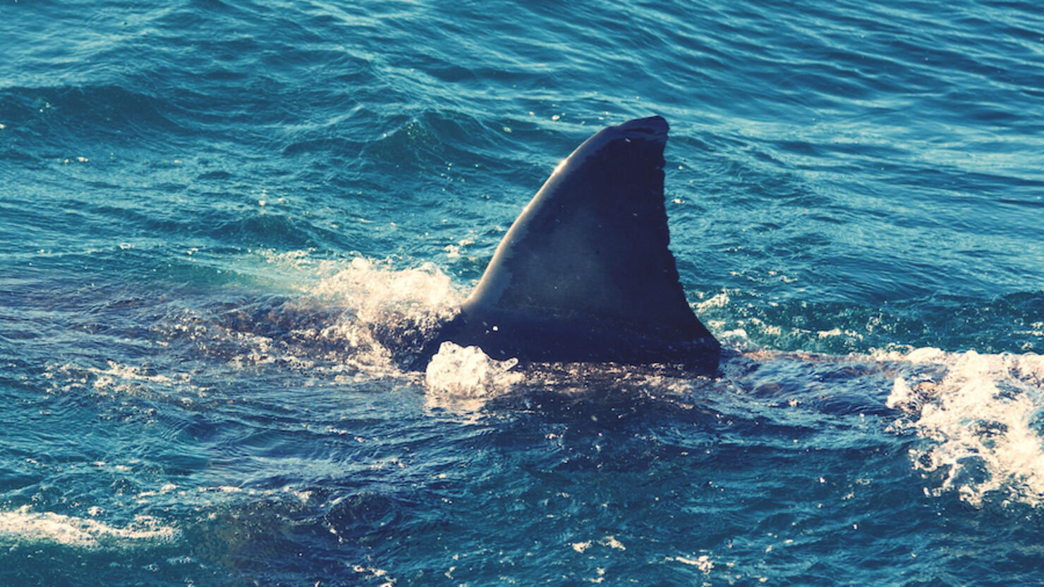 Great White Shark Swimming In Sea