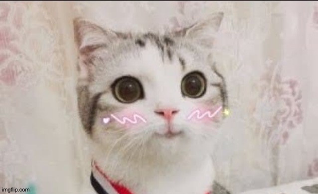 cute cat uwu - Imgflip