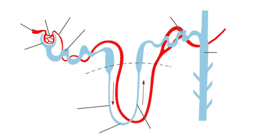 Nephron Diagram Quiz