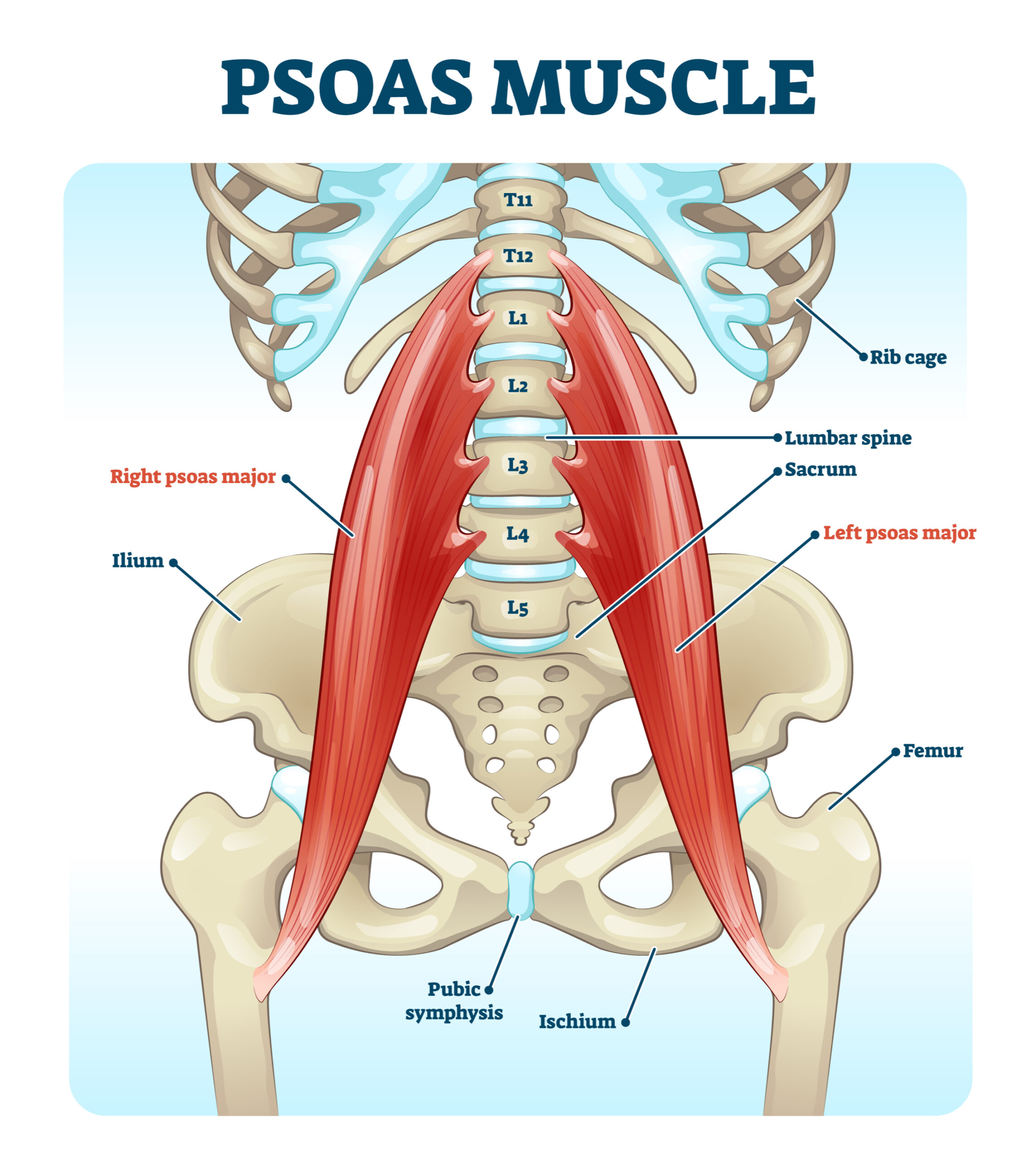 Psoas muscle