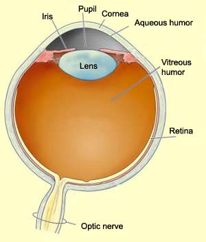 What Nerve Carries Visual Information From The Retina To The Brain ...