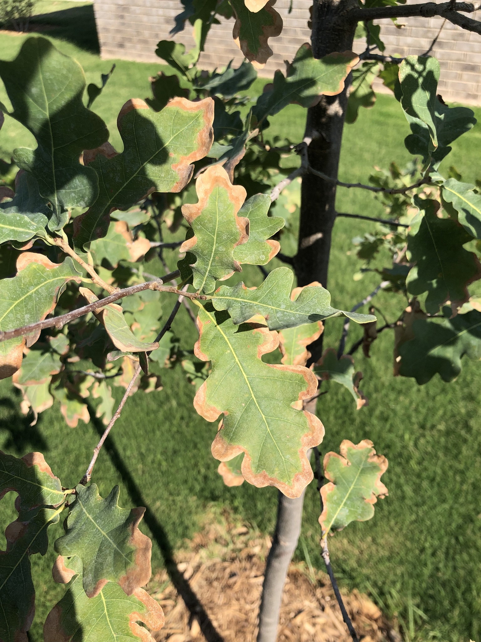 Brown Spots On Oak Tree Leaves - PELAJARAN