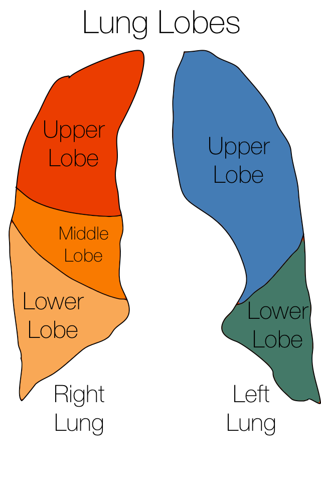 Lung Lobes