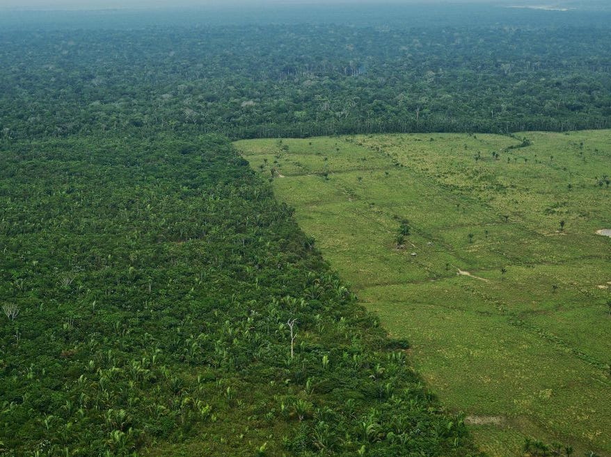 Terrifying Pictures That Show How Humans Have Ruined Forests