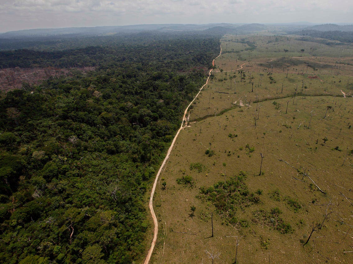 Amazon Rainforest Deforestation And Fires Could Turn It Into Savanna