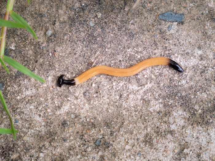 A hammerhead worm crawling on the ground.