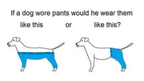 How Should a Dog Wear Pants?