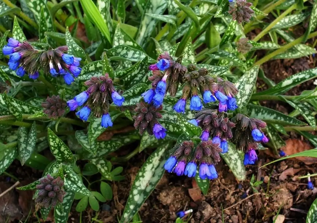 Herb lungwort: sifat obat dan kontraindikasi, deskripsi, panen, metode aplikasi