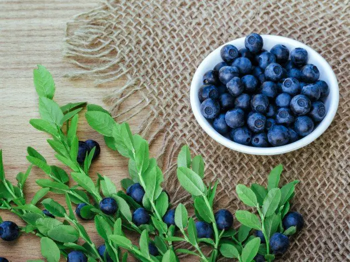 Bilberry tunas: sifat yang berguna, metode aplikasi dan kontraindikasi