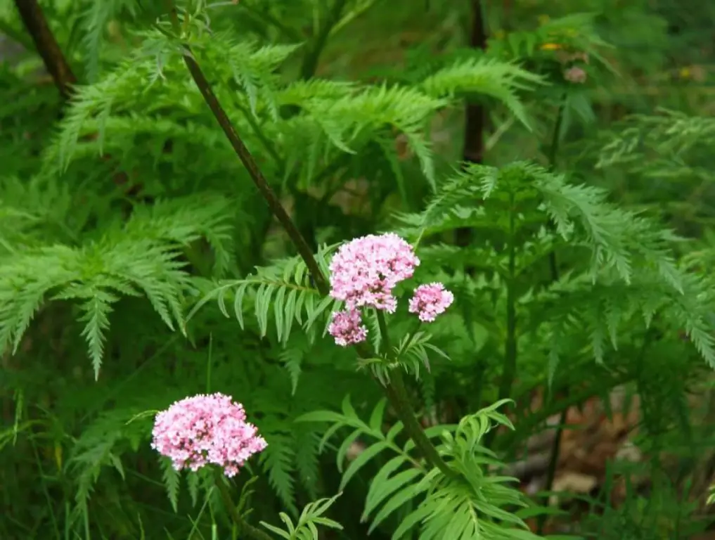 Valerian officinalis: foto, beskrywing, medisinale eienskappe van die plant, voorbereidings