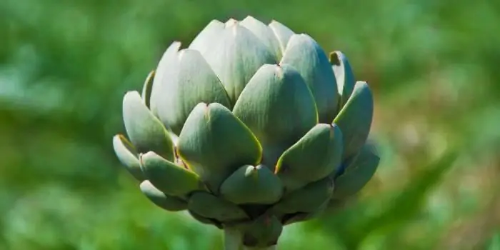 Artichoke extract: instructions for use