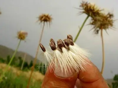 Milk thistle: uses and medicinal properties