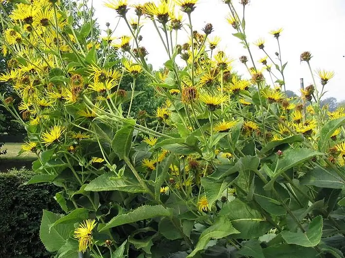 Inelecampane-plant hoog: foto, beskrywing, medisinale eienskappe en kontraindikasies