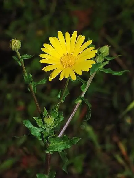 Calendula (medicin för ringblomma): använd i traditionell medicin