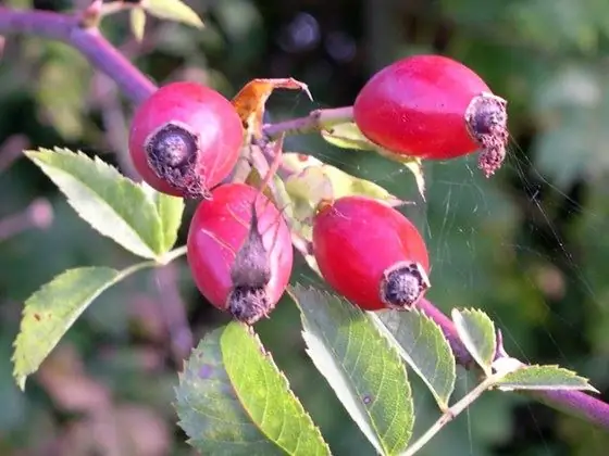 wilde roos kruie medisinale plant