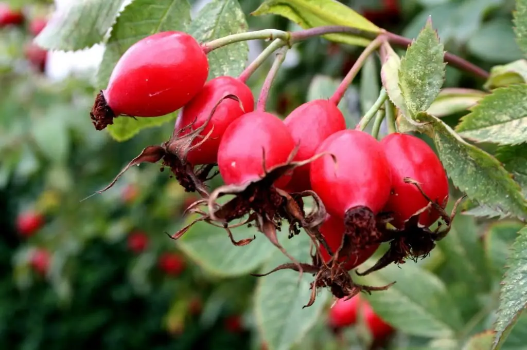 Spiky rosehip: beskrywing, medisinale eienskappe en foto's