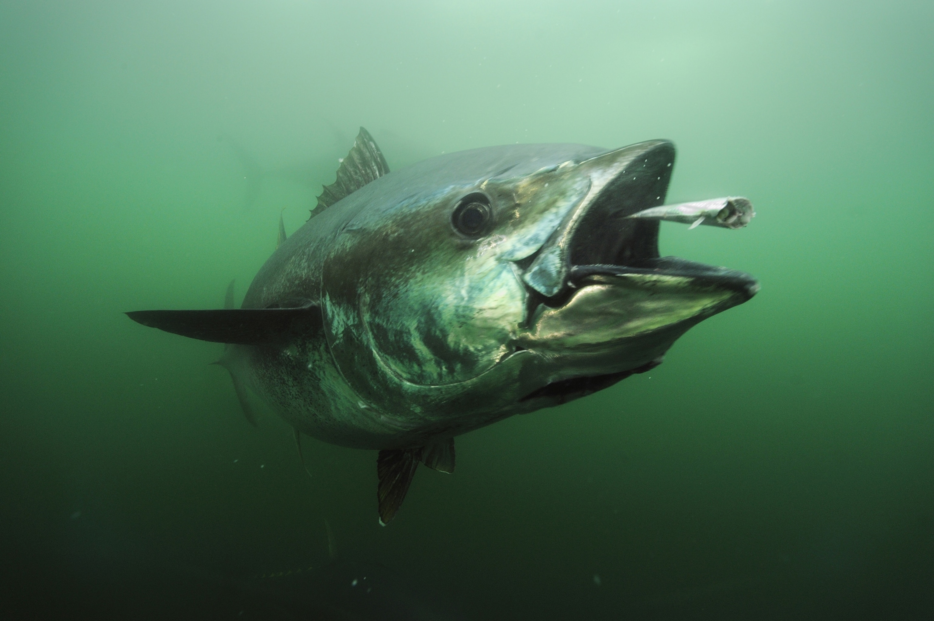 Giant Bluefin Tuna